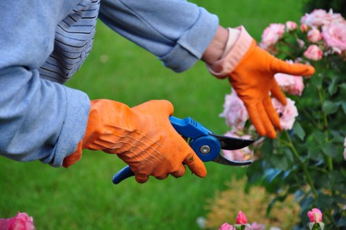 Tree surgeon reducing overgrown branches in Leamouth