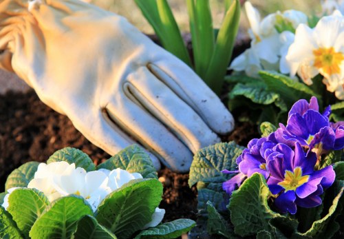 Professional lawn care in Leamouth with mowing and feeding