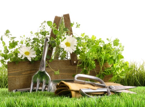 Professional garden maintenance in Leamouth with healthy plants