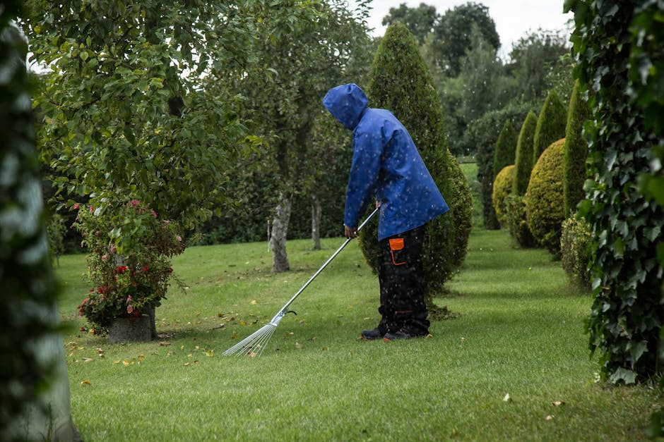 A person wearing a blue raincoat with a hood, black trousers, and dark footwear is engaged in gardening on a well-maintained lawn during rainy weather. They are using a handheld rake to gather fallen 