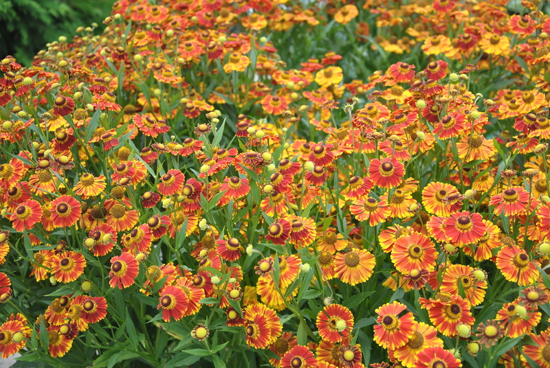 garden design Garden